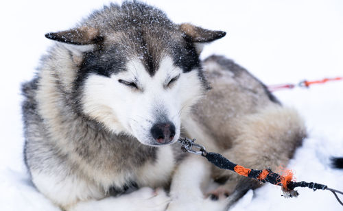 Alaskan husky sleddog sleeping in the snow.
