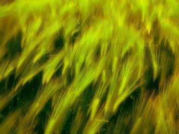 Close-up of grass growing on field