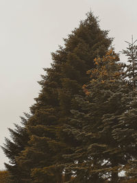 Low angle view of tree against clear sky during winter