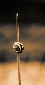 Close up of plant against blurred background
