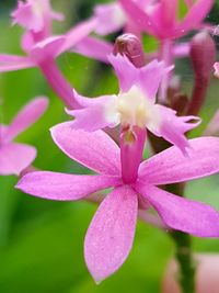 Close-up of pink flowers blooming outdoors