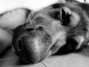 Close-up of dog lying down