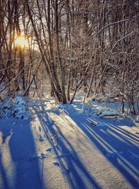 Bare trees on snow covered field