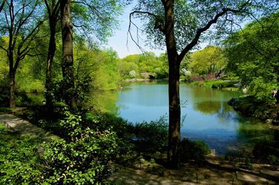 Reflection of trees in river