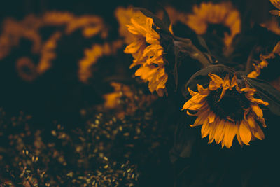 Close-up of yellow sunflower on field