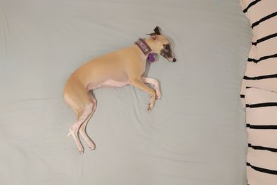 High angle view of dog lying on bed