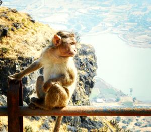 Monkey on rock