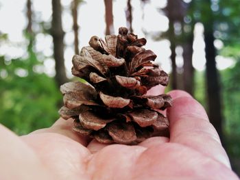 Close-up of hand holding pine cone