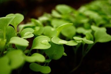 Close-up of green leaves