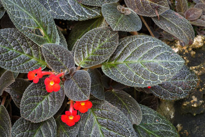 High angle view of berries on leaves