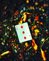 Close up of plant against blurred background