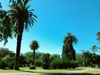 Palm trees against clear sky