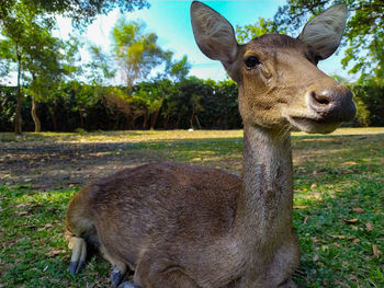 Deer in a field