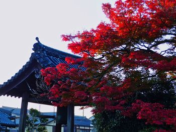 Low angle view of tree by building against sky