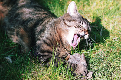 Close-up of cat yawning on field
