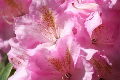 Close-up of fresh pink flowers