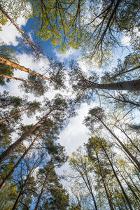 Low angle view of trees against sky