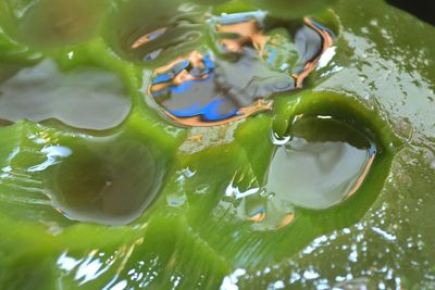 Close-up of water drop on leaf