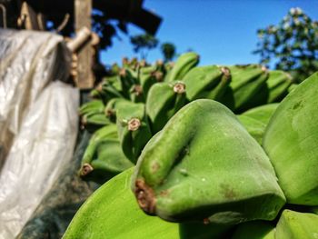 Close-up of fresh fruits on plant against sky