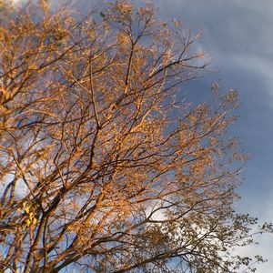 Low angle view of trees