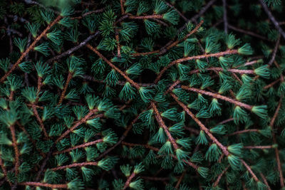 Close-up of pine tree