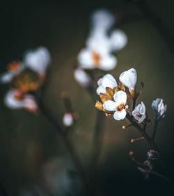 Close-up of white cherry blossom