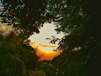 Sun shining through trees