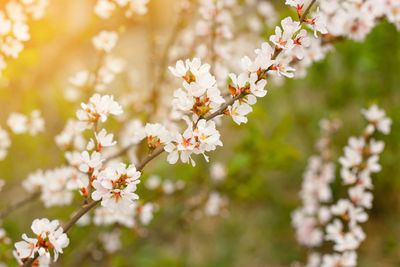 Close-up of white cherry blossoms in spring