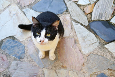 High angle portrait of black cat on rock