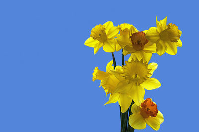 Low angle view of yellow flowering plant against clear blue sky