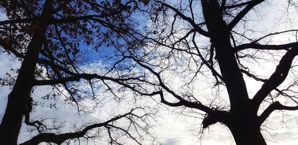 Low angle view of silhouette bare tree against sky