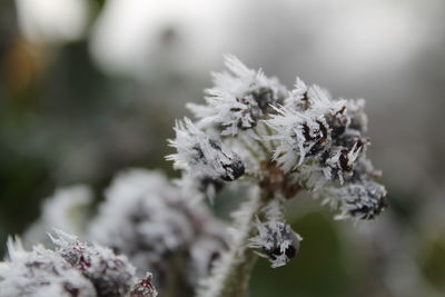 Close-up of snow on flower during winter