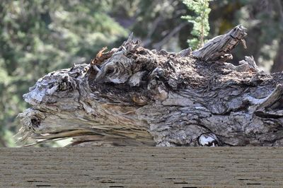 Close-up of log on tree trunk