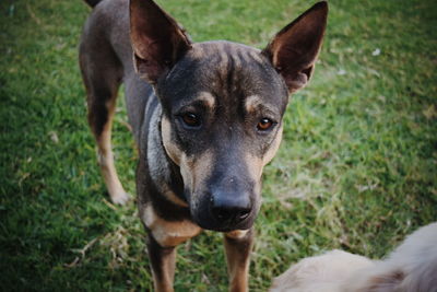 Close-up portrait of dog