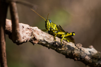 Close-up of insect