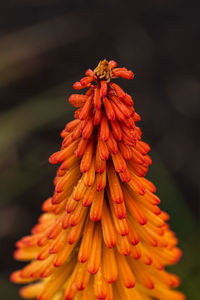 Close-up of red flower