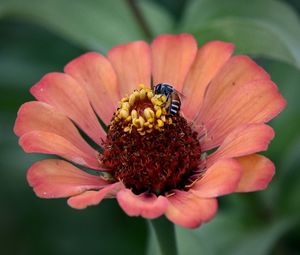 Close-up of honey bee on pink flower