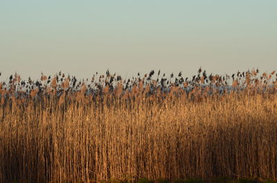 Flock of birds on grass against clear sky