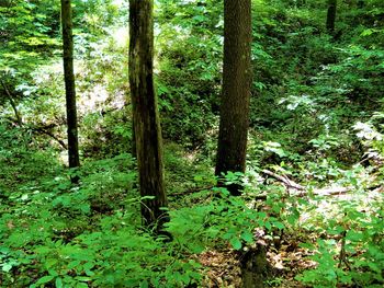 Trees in forest