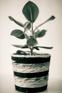 Close-up of potted plant