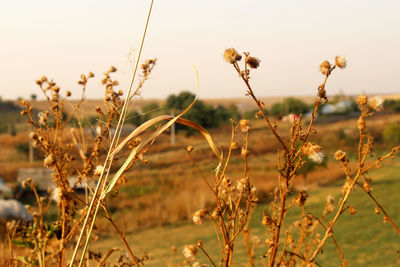 Close-up of stalks in field against sky