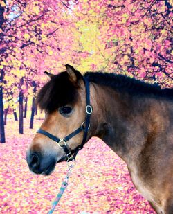 Close-up of a horse