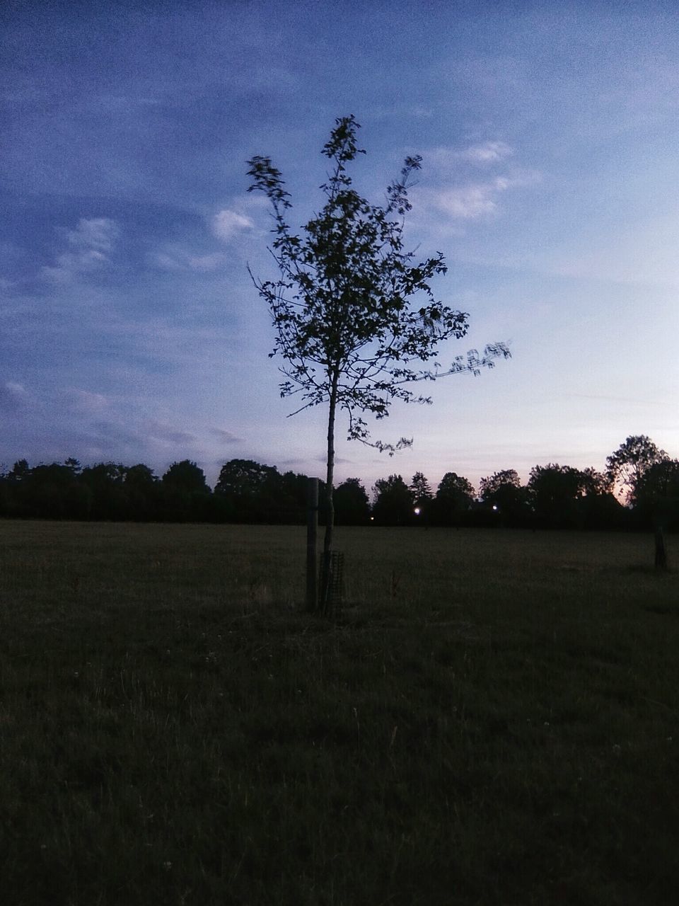 tree, tranquility, landscape, field, tranquil scene, sky, scenics, beauty in nature, nature, growth, silhouette, grass, rural scene, non-urban scene, bare tree, branch, cloud, no people, remote, solitude