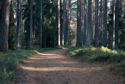 Dirt road passing through forest