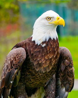 Close-up of eagle looking away