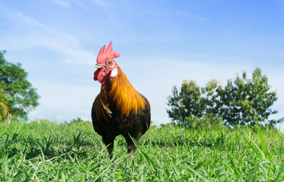 Close-up of rooster on field against sky