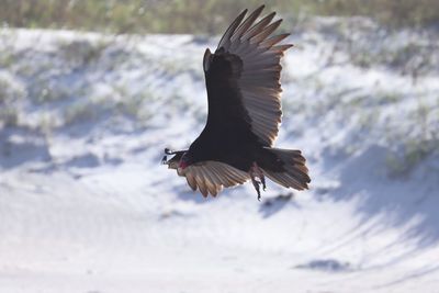 Bird flying over water