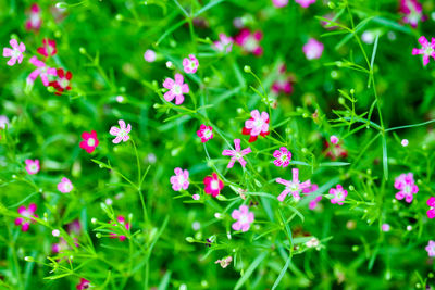 High angle view of purple flowering plants