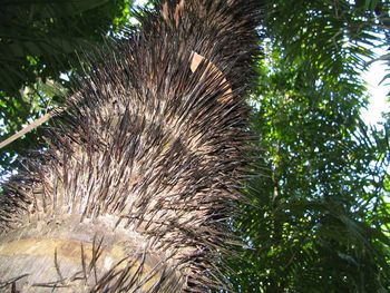 Low angle view of trees against sky