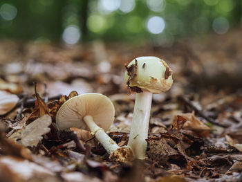 Close-up of mushroom growing on field